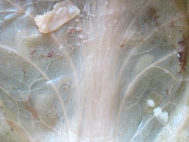 Cabbage Vein  