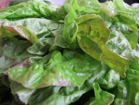 Lettuce For Chicken Salads  