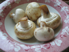 Mushrooms For Beer Can Recipe