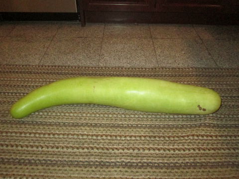 Crookneck Sundance Squash