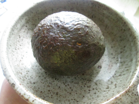 Avocado